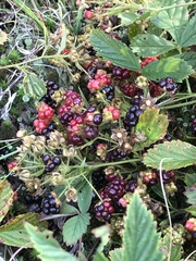 Rubus flagellaris
