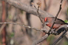 Coryphospingus cucullatus