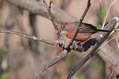 Coryphospingus cucullatus