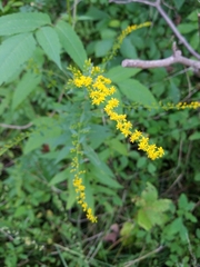Solidago ulmifolia