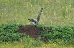 Geranoaetus albicaudatus