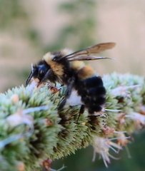Bombus affinis