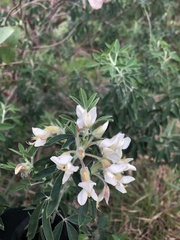 Chamaecytisus prolifer