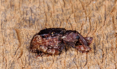 Conotrachelus posticatus