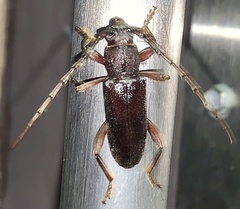 Cerambycinae