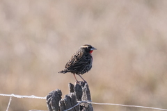 Leistes superciliaris