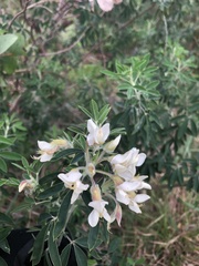 Chamaecytisus prolifer