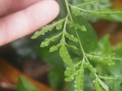 Pteris