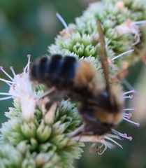 Bombus affinis