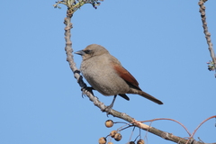 Agelaioides badius