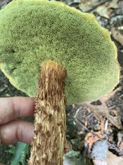 Aureoboletus russellii