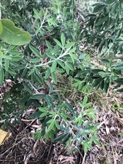 Chamaecytisus prolifer