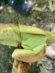 Aureoboletus russellii