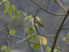 Elaenia flavogaster
