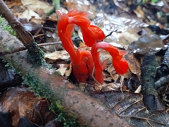 Monotropa coccinea
