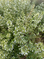 Clinopodium nepeta