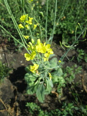 Brassica rapa
