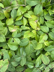Toxicodendron rydbergii