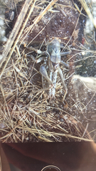 Tettigoniinae