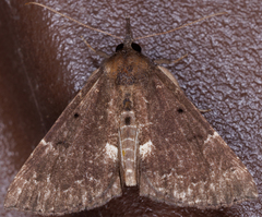 Hypena bijugalis
