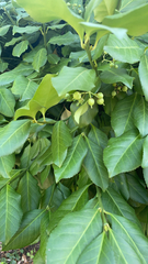 Euonymus fortunei