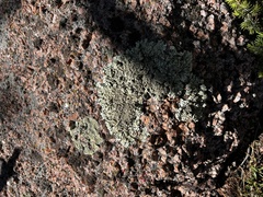 Flavopunctelia soredica