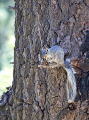 Sciurus arizonensis