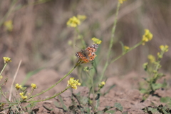 Vanessa braziliensis