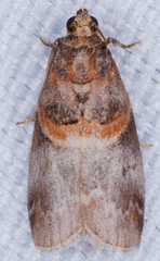 Acrobasis angusella