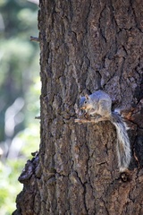 Sciurus arizonensis