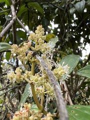 Miconia cundinamarcensis