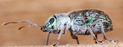 Cyrtepistomus castaneus