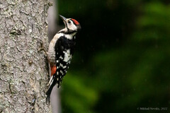 Dendrocopos major japonicus