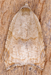 Coelostathma discopunctana