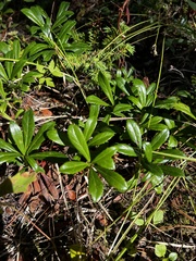 Chimaphila umbellata