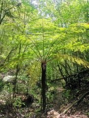 Cyathea costaricensis
