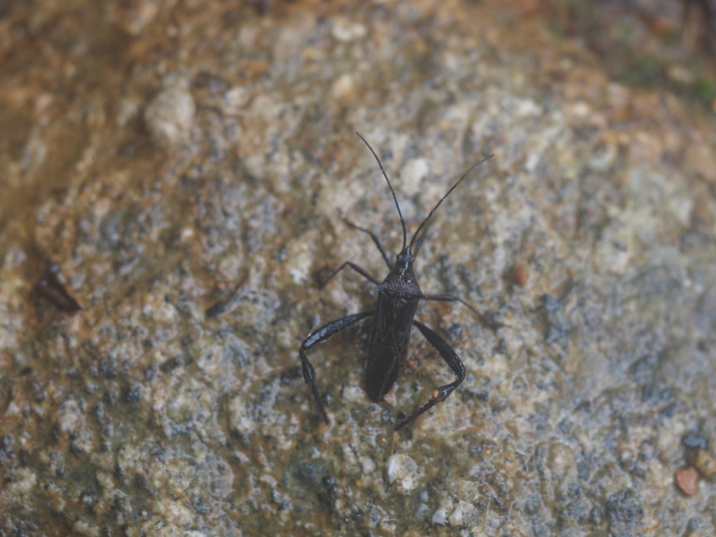 Stenometapodus impictus