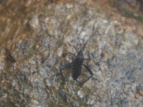 Stenometapodus impictus