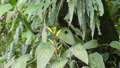 Heliconia