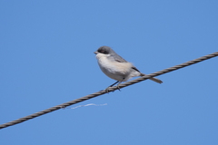 Microspingus melanoleucus