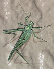 Insara elegans