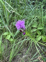 Liatris cylindracea