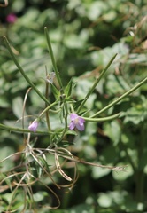 Epilobium parviflorum