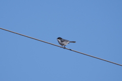 Microspingus melanoleucus