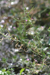 Epilobium parviflorum