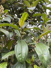 Miconia cundinamarcensis