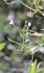 Epilobium parviflorum