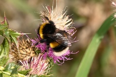 Bombus