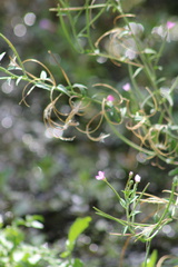 Epilobium parviflorum