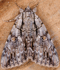 Catocala retecta